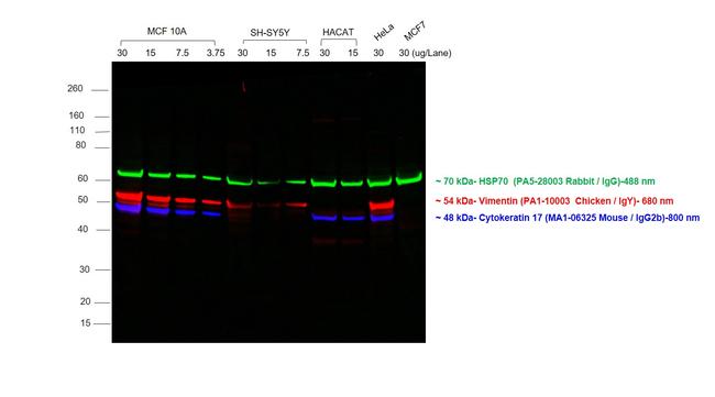 Chicken IgY (H+L) Cross-Adsorbed Secondary Antibody in Western Blot (WB)