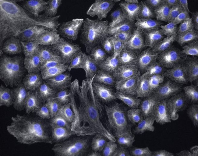 Chicken IgY (H+L) Cross-Adsorbed Secondary Antibody in Immunocytochemistry (ICC/IF)