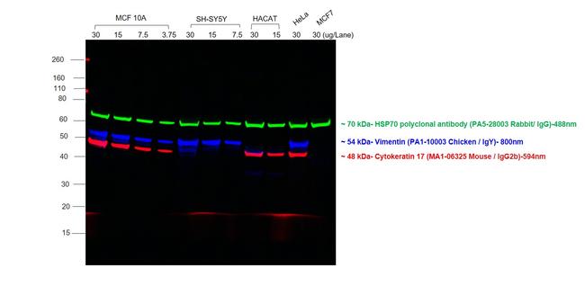 Chicken IgY (H+L) Cross-Adsorbed Secondary Antibody in Western Blot (WB)