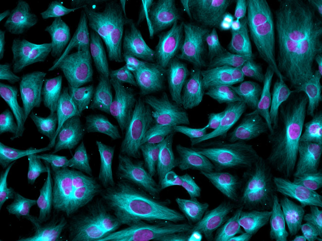 Goat IgG (H+L) Highly Cross-Adsorbed Secondary Antibody in Immunocytochemistry (ICC/IF)