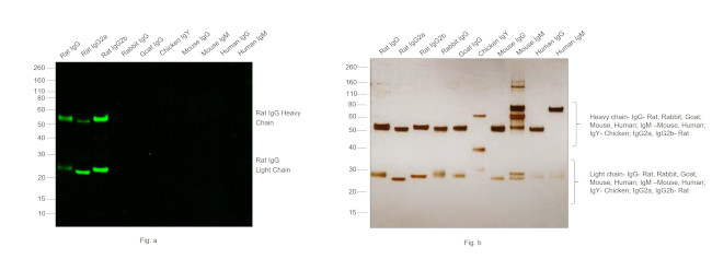 Rat IgG (H+L) Highly Cross-Adsorbed Secondary Antibody in Western Blot (WB)