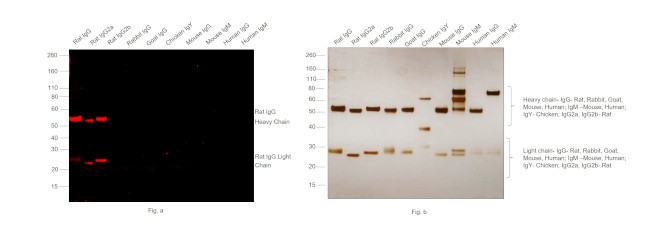 Rat IgG (H+L) Highly Cross-Adsorbed Secondary Antibody in Western Blot (WB)