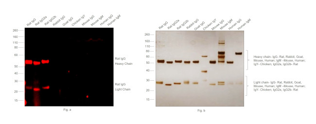 Rat IgG (H+L) Highly Cross-Adsorbed Secondary Antibody