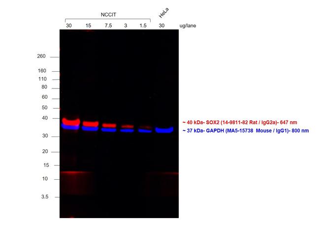 Rat IgG (H+L) Highly Cross-Adsorbed Secondary Antibody in Western Blot (WB)
