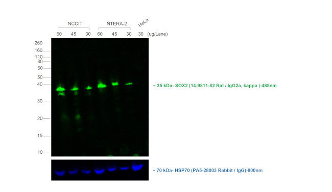 Rat IgG (H+L) Highly Cross-Adsorbed Secondary Antibody in Western Blot (WB)