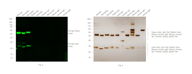 Rat IgG (H+L) Highly Cross-Adsorbed Secondary Antibody in Western Blot (WB)