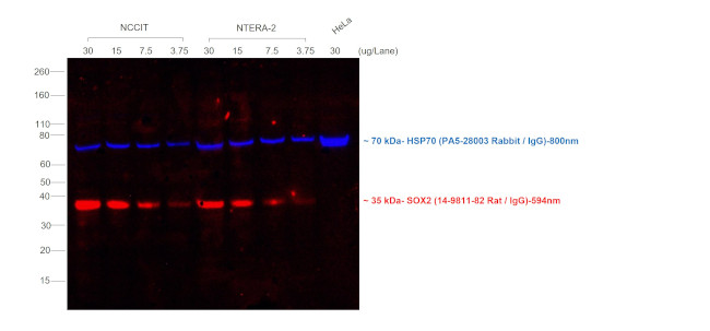 Rat IgG (H+L) Highly Cross-Adsorbed Secondary Antibody in Western Blot (WB)