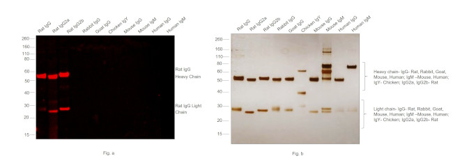 Rat IgG (H+L) Highly Cross-Adsorbed Secondary Antibody in Western Blot (WB)