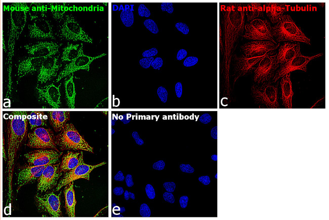 Rat IgG (H+L) Highly Cross-Adsorbed Secondary Antibody in Immunocytochemistry (ICC/IF)