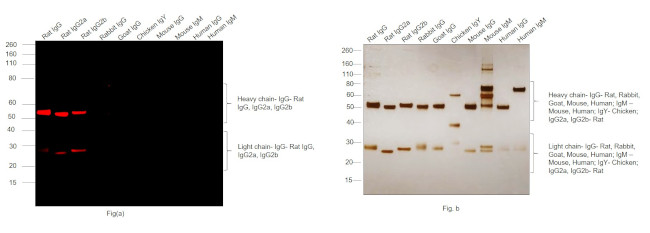 Rat IgG (H+L) Highly Cross-Adsorbed Secondary Antibody