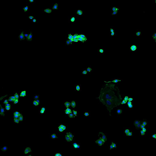 Human IgG (H+L) Cross-Adsorbed Secondary Antibody in Immunocytochemistry (ICC/IF)