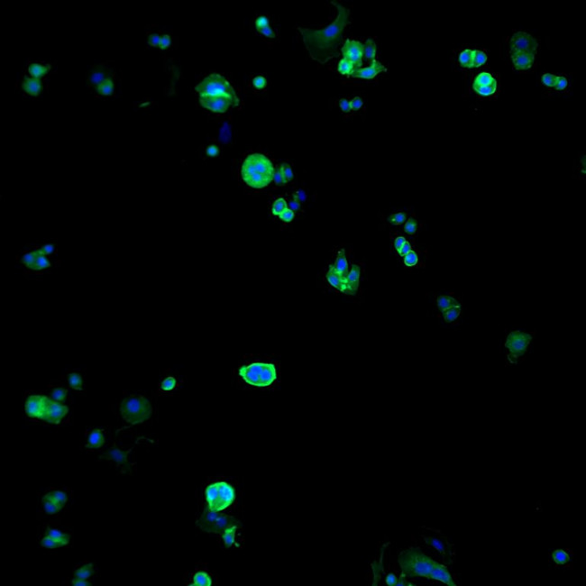 Human IgG (H+L) Cross-Adsorbed Secondary Antibody in Immunocytochemistry (ICC/IF)