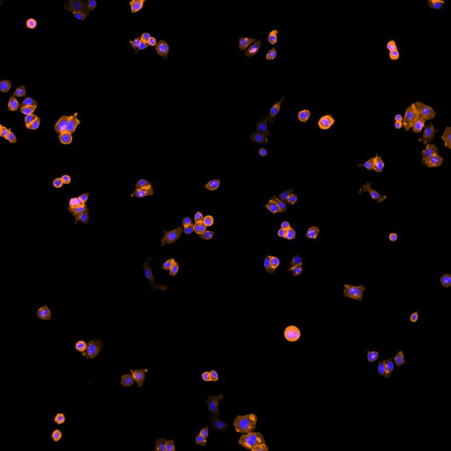 Human IgG (H+L) Cross-Adsorbed Secondary Antibody in Immunocytochemistry (ICC/IF)