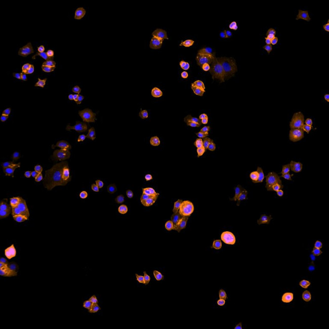 Human IgG (H+L) Cross-Adsorbed Secondary Antibody in Immunocytochemistry (ICC/IF)