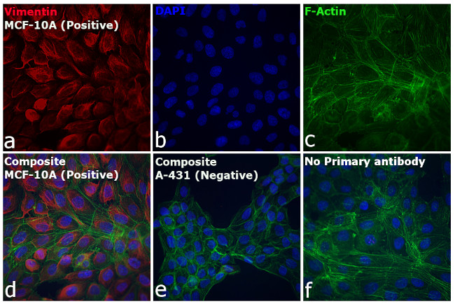 Rabbit IgG (H+L) Cross-Adsorbed Secondary Antibody in Immunocytochemistry (ICC/IF)