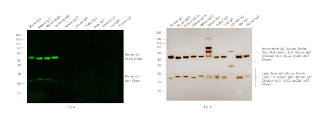 Mouse IgG (H+L) Cross-Adsorbed Secondary Antibody in Western Blot (WB)