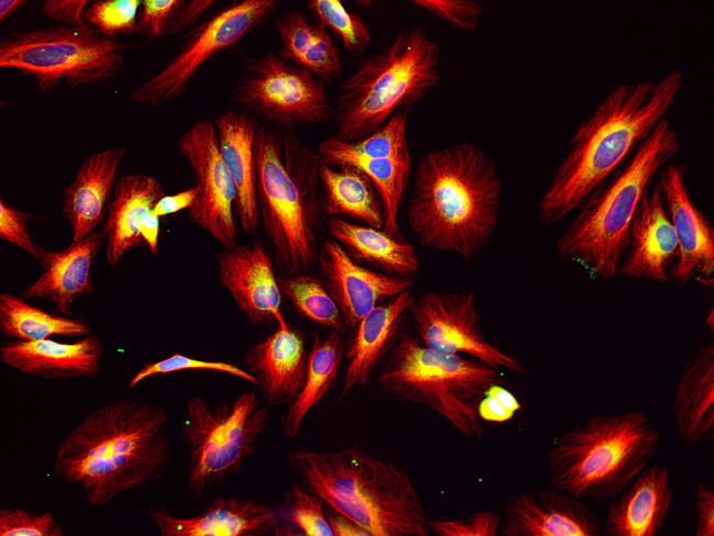 Mouse IgG (H+L) Cross-Adsorbed Secondary Antibody in Immunocytochemistry (ICC/IF)