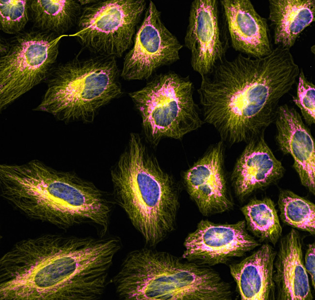 Mouse IgG (H+L) Cross-Adsorbed Secondary Antibody in Immunocytochemistry (ICC/IF)