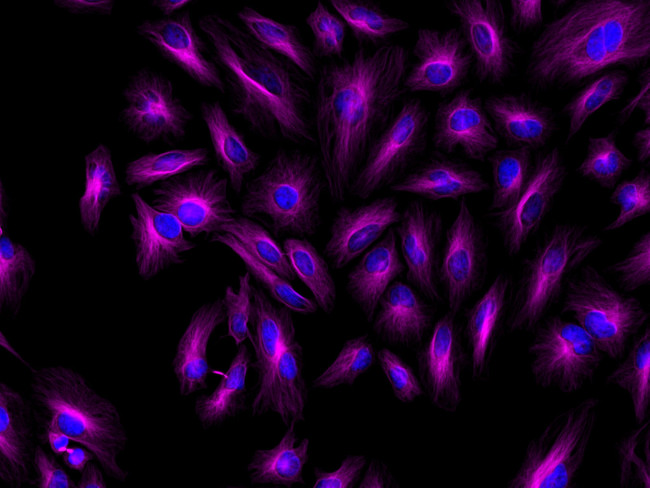 Mouse IgG (H+L) Cross-Adsorbed Secondary Antibody in Immunocytochemistry (ICC/IF)