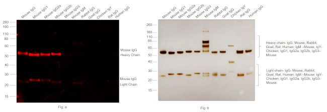 Mouse IgG (H+L) Cross-Adsorbed Secondary Antibody