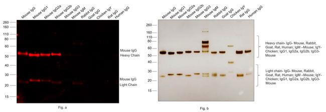 Mouse IgG (H+L) Cross-Adsorbed Secondary Antibody in Western Blot (WB)