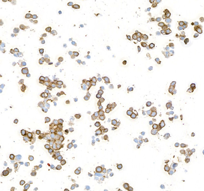 CD57 Antibody in Immunocytochemistry (ICC/IF)