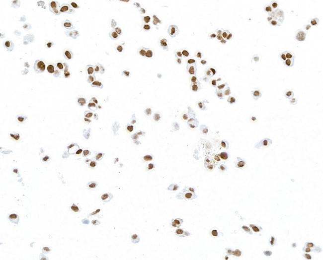 PAX8 Antibody in Immunocytochemistry (ICC/IF)