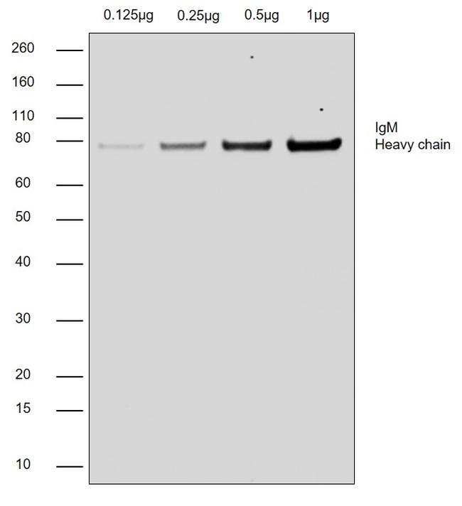 Human IgM (Heavy chain) Secondary Antibody in Western Blot (WB)