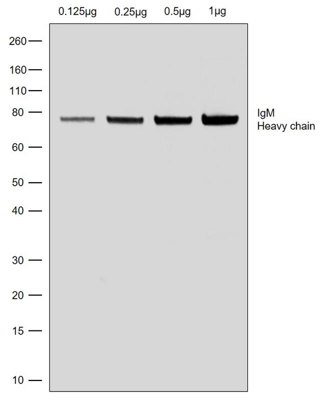 Human IgM (Heavy chain) Secondary Antibody in Western Blot (WB)