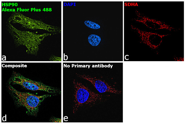 Rabbit IgG (Heavy chain) Secondary Antibody in Immunocytochemistry (ICC/IF)