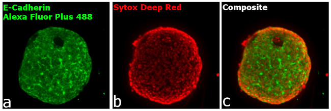 Rabbit IgG (Heavy chain) Secondary Antibody in Immunocytochemistry (ICC/IF)