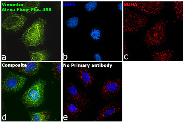 Rabbit IgG (Heavy chain) Secondary Antibody in Immunocytochemistry (ICC/IF)