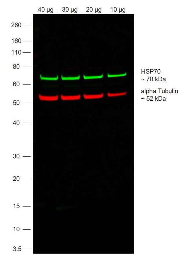 Rabbit IgG (Heavy chain) Secondary Antibody in Western Blot (WB)