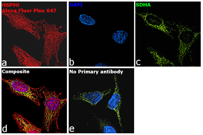 Rabbit IgG (Heavy chain) Secondary Antibody in Immunocytochemistry (ICC/IF)