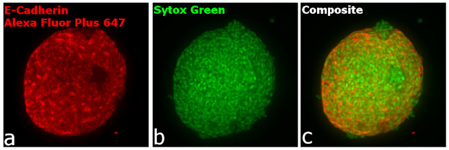 Rabbit IgG (Heavy chain) Secondary Antibody in Immunocytochemistry (ICC/IF)