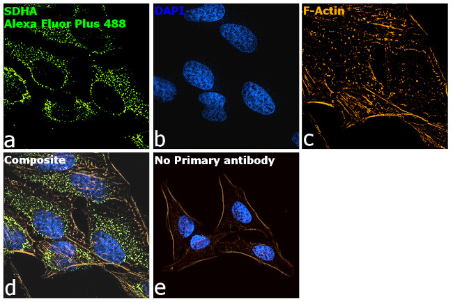 Mouse IgG (H+L) Secondary Antibody in Immunocytochemistry (ICC/IF)