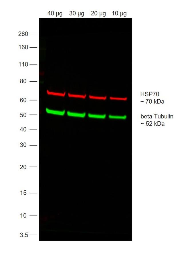 Mouse IgG (H+L) Secondary Antibody in Western Blot (WB)