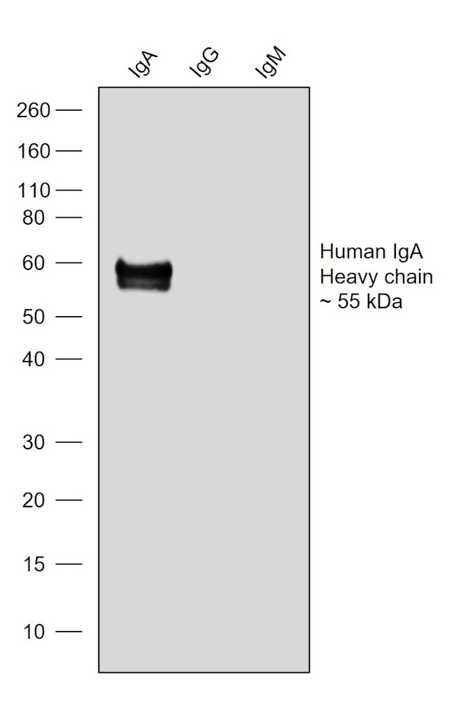 Human IgA (Heavy chain) Secondary Antibody