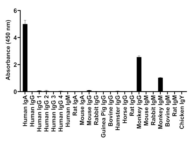 Human IgA (Heavy chain) Secondary Antibody