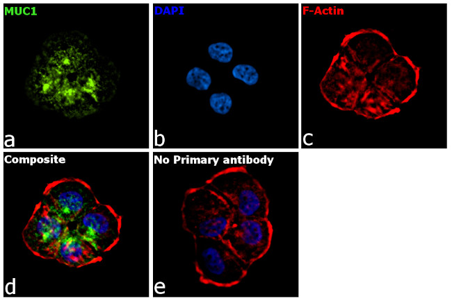 Human IgG1 (Heavy chain) Secondary Antibody in Immunocytochemistry (ICC/IF)