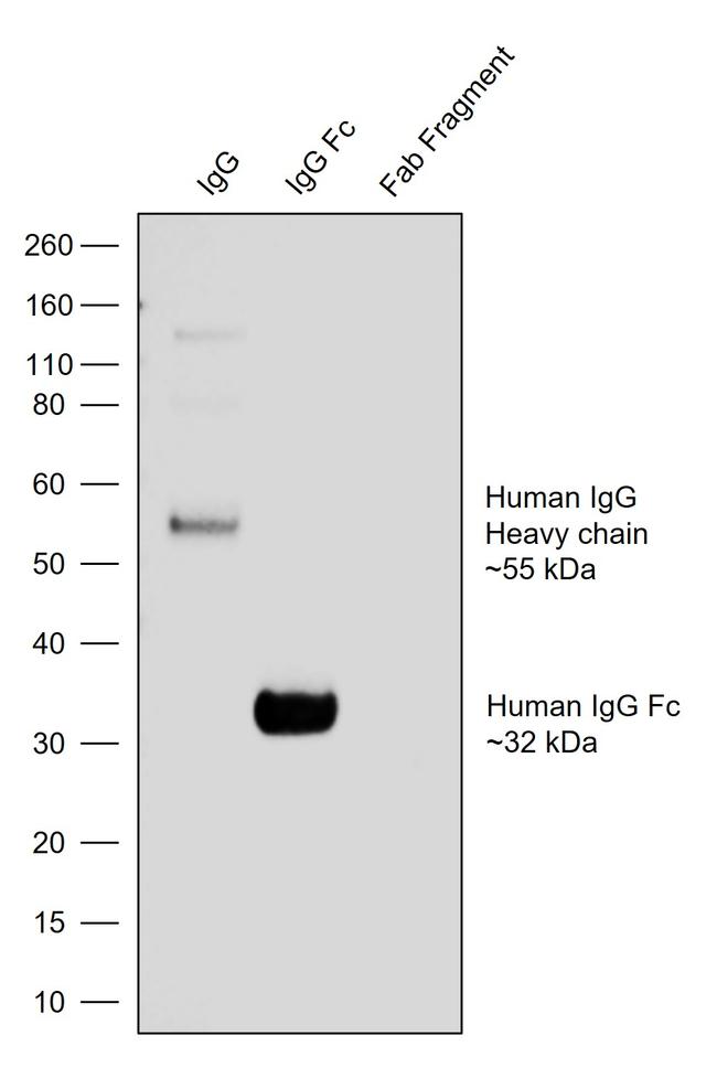 Human IgG Fc Secondary Antibody in Western Blot (WB)