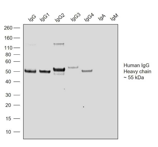 Human IgG Fc Secondary Antibody