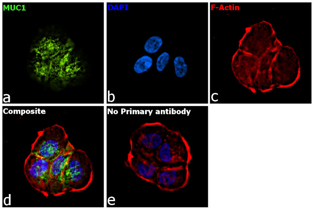 Human IgG Fc Secondary Antibody in Immunocytochemistry (ICC/IF)