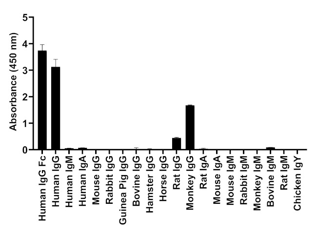 Human IgG Fc Secondary Antibody