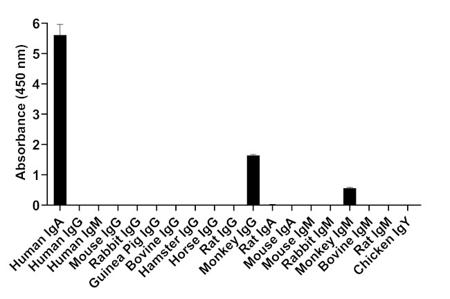 Human IgA (Heavy chain) Secondary Antibody