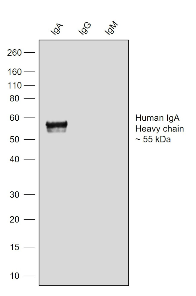 Human IgA (Heavy chain) Secondary Antibody