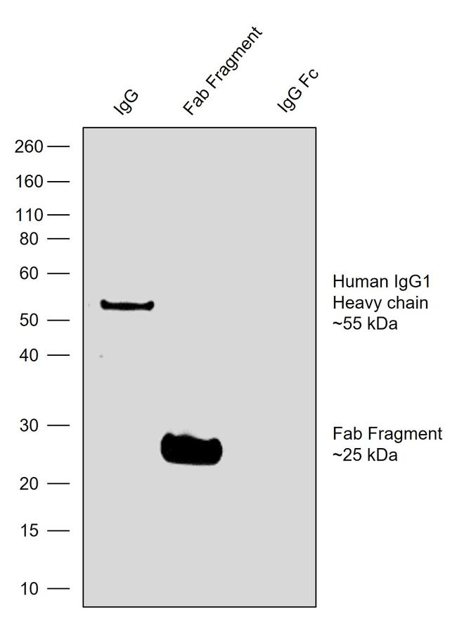 Human IgG1 (Heavy chain) Secondary Antibody in Western Blot (WB)