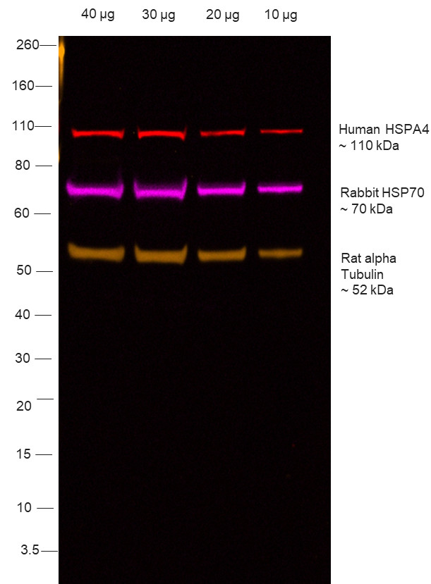 Human IgG1 (Heavy chain) Secondary Antibody in Western Blot (WB)