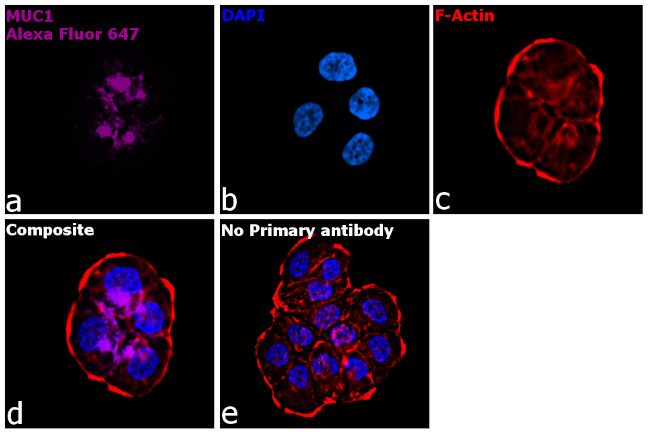 Human IgG1 (Heavy chain) Secondary Antibody in Immunocytochemistry (ICC/IF)