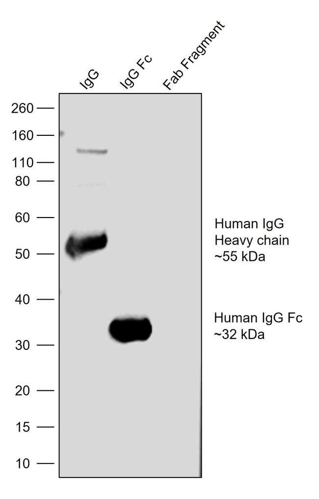 Human IgG Fc Secondary Antibody in Western Blot (WB)